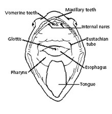 what is a vomerine teeth in a frog